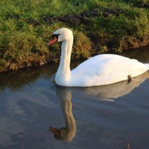ontwikkelen jouw puurste versie - holistische coach Linda, Boerderijcoaching zwaan