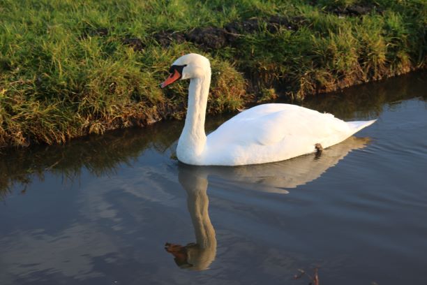 ontwikkelen jouw puurste versie - holistische coach Linda, Boerderijcoaching zwaan